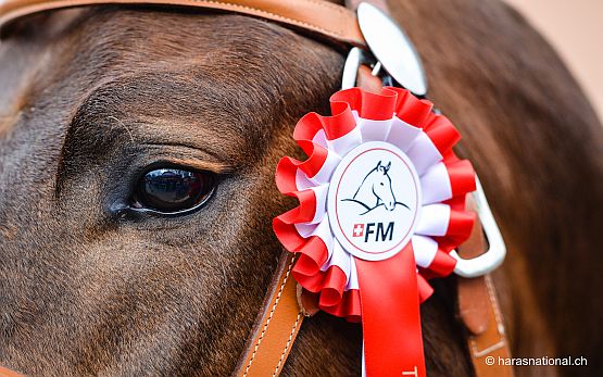 Il cavallo Franches-Montagnes: Un tesoro della Svizzera