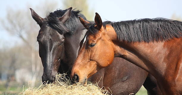 Perché il cavallo non può vomitare?