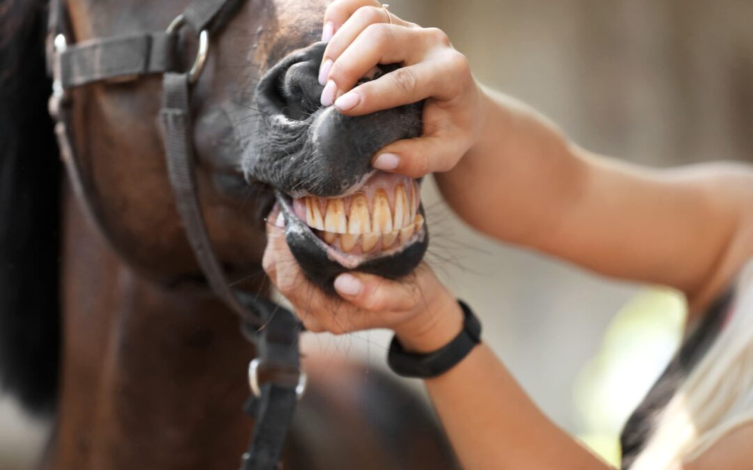 La salute parte dalla bocca: dentatura del cavallo e importanza delle visite odontoiatriche