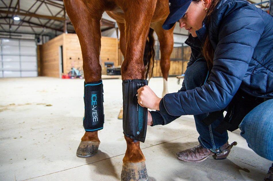 IL RECUPERO DEL CAVALLO ATLETA: L’ALLENAMENTO NON FINISCE QUANDO SCENDI DI SELLA