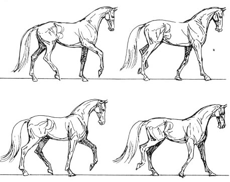 La biomeccanica del cavallo: come si muove davvero il nostro compagno di sella