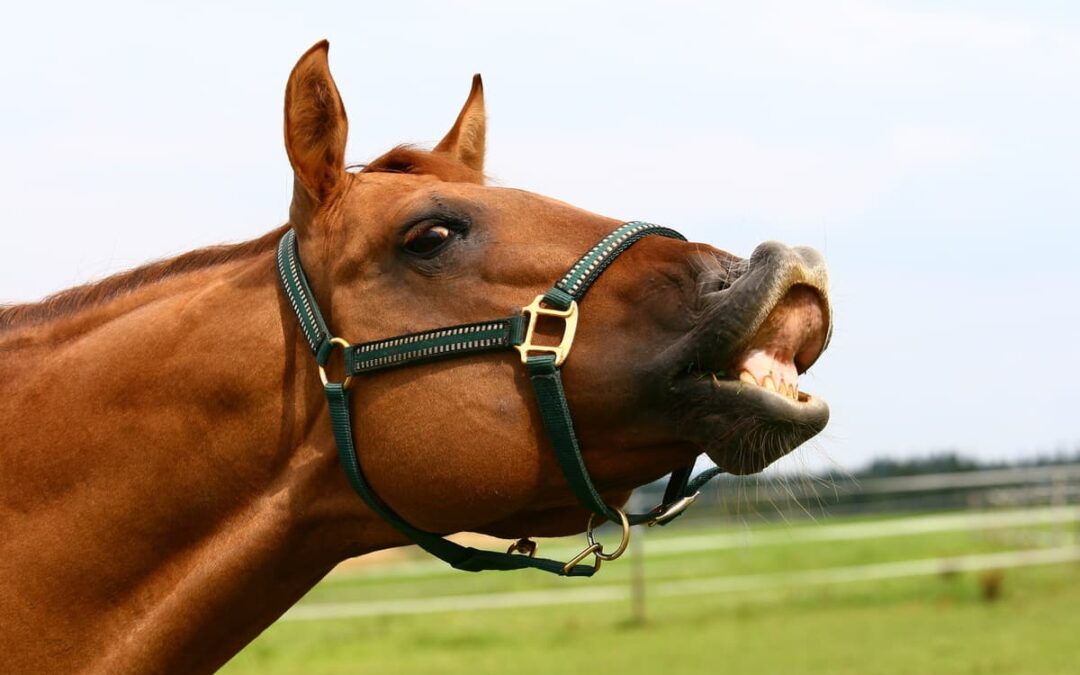 Lo sapevi che il cavallo può “annusare” le emozioni?