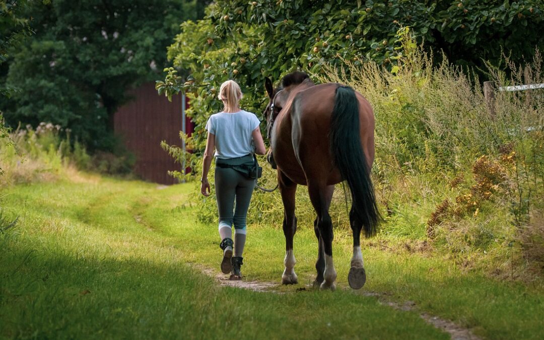 Riabilitazione del cavallo dopo un periodo di fermo: come riprendere nel modo giusto