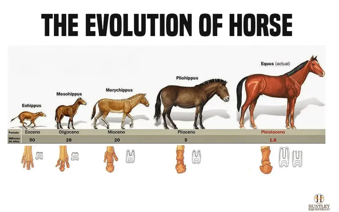 Eohippus: il primo cavallo della storia
