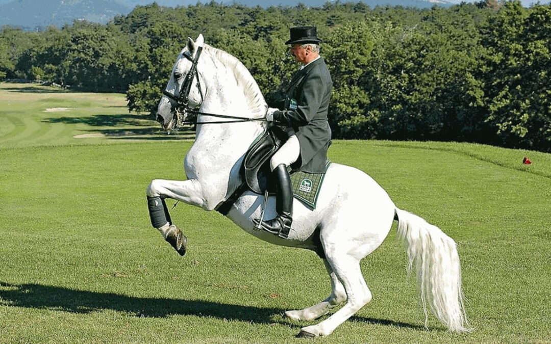 Il Cavallo Lipizzano: storia, caratteristiche e fascino di una razza unica al mondo