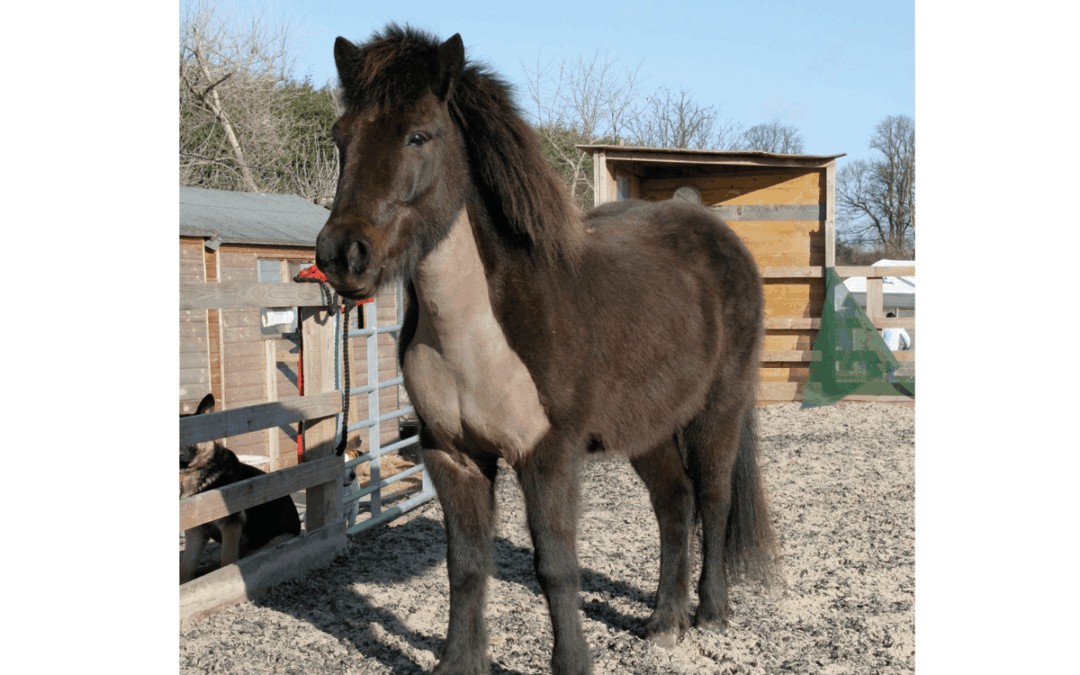 Tosatura del cavallo: quando farla, perché farla e quali tipi esistono