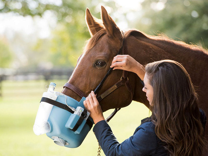 Asma equina: cos’è, come riconoscerla e come aiutare il tuo cavallo