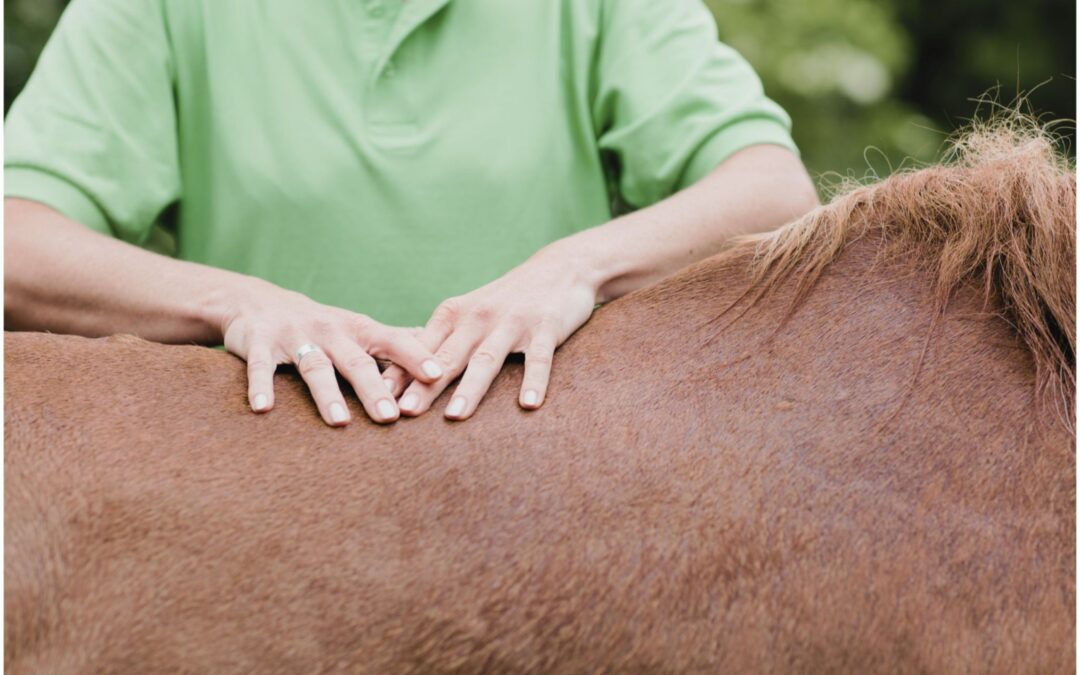 Il Potere del Massaggio Equino: Benefici e Tecniche Base