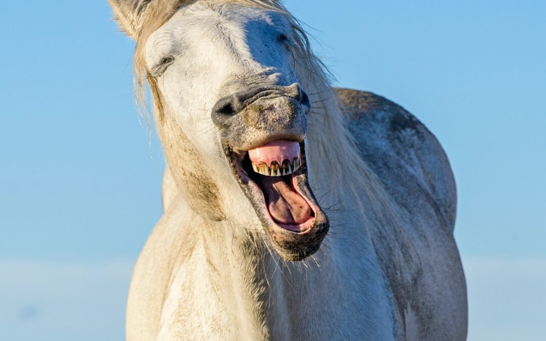 Lo sapevi che… uno sbadiglio nel cavallo può indicare rilassamento… ma anche stress?
