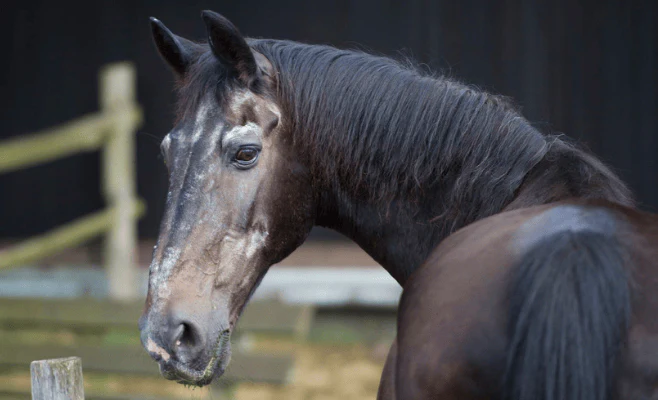Lo sapevi che il cavallo può vivere oltre i 30 anni?