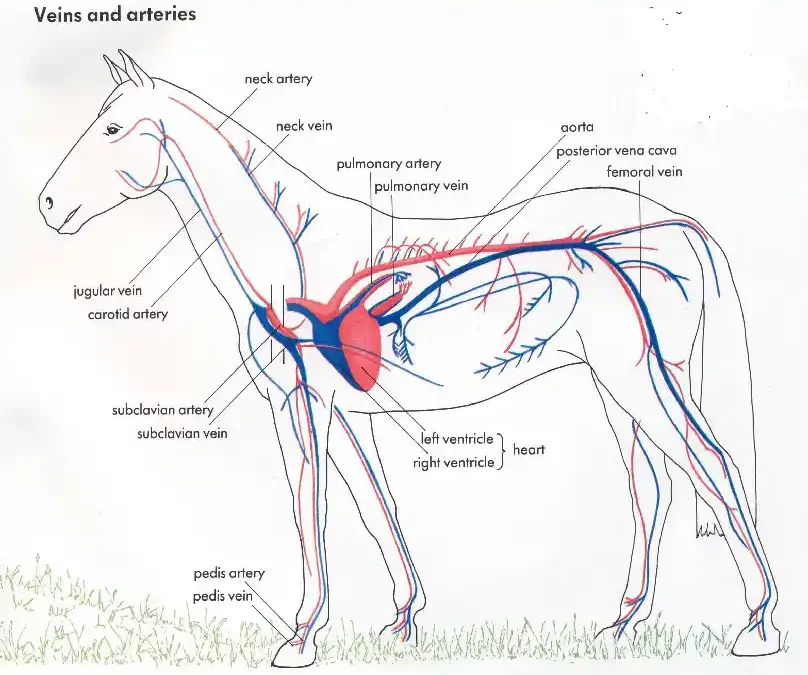 Lo sapevi che il cuore di un cavallo può pesare oltre 4 kg?