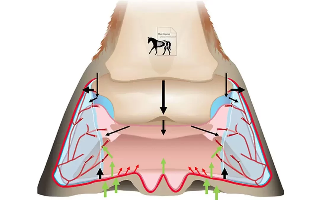 Lo sapevi che lo zoccolo del cavallo funziona come una pompa per il cuore? Il piccolo “segreto” nascosto sotto ogni passo