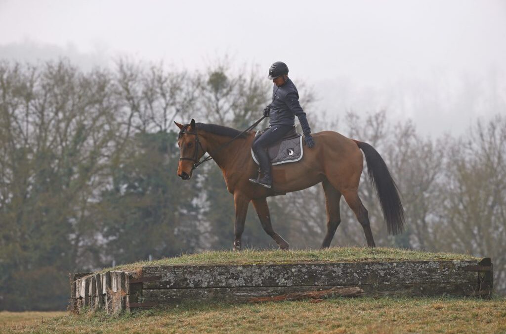 Addestrare un cavallo giovane: una responsabilità che non si può improvvisare